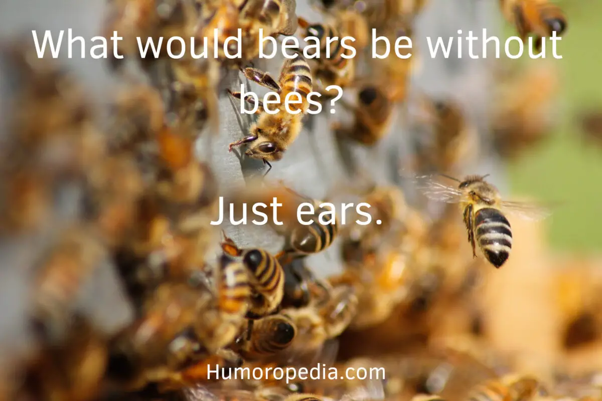 funny bee pun related to bears