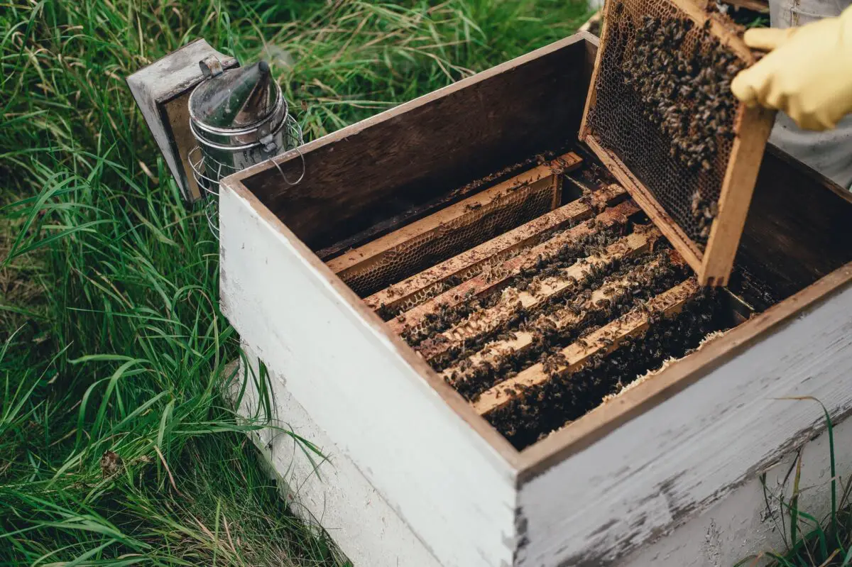 opened beehive on the grass