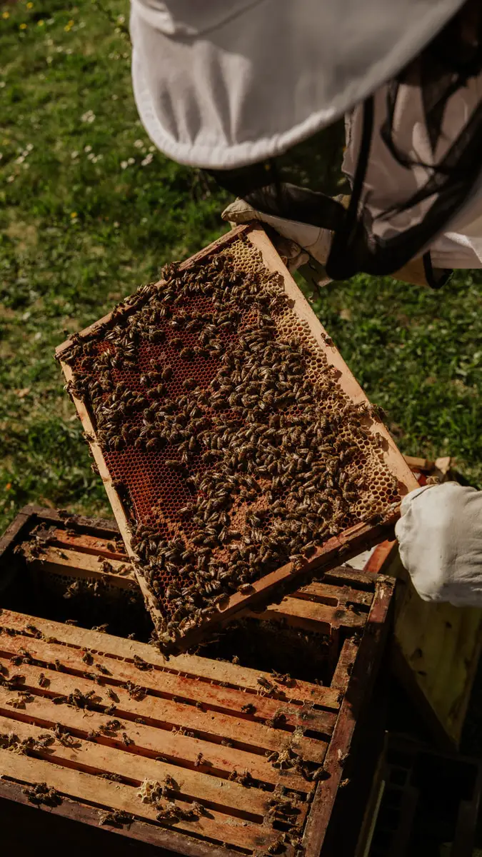 opened beehive with many bees
