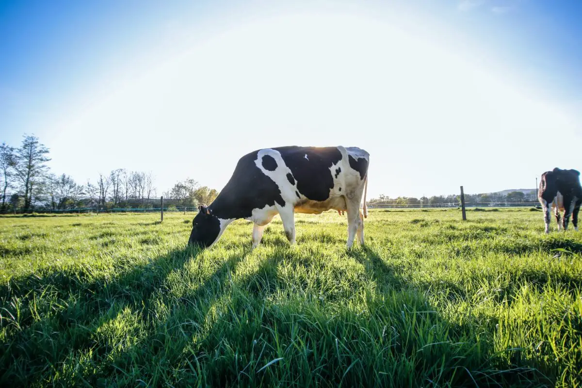 cow grazing during daytime