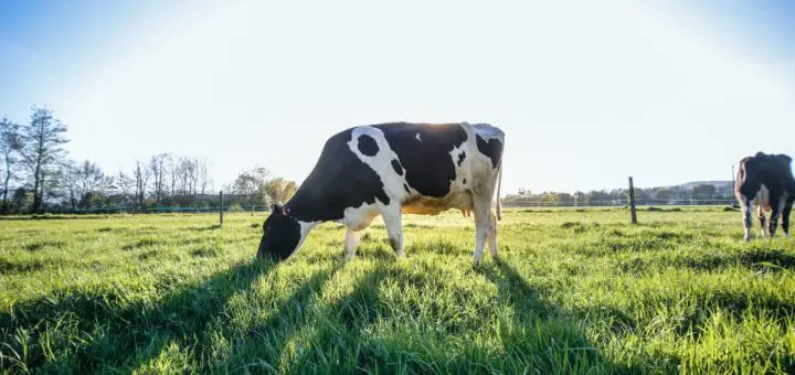 cow grazing during daytime