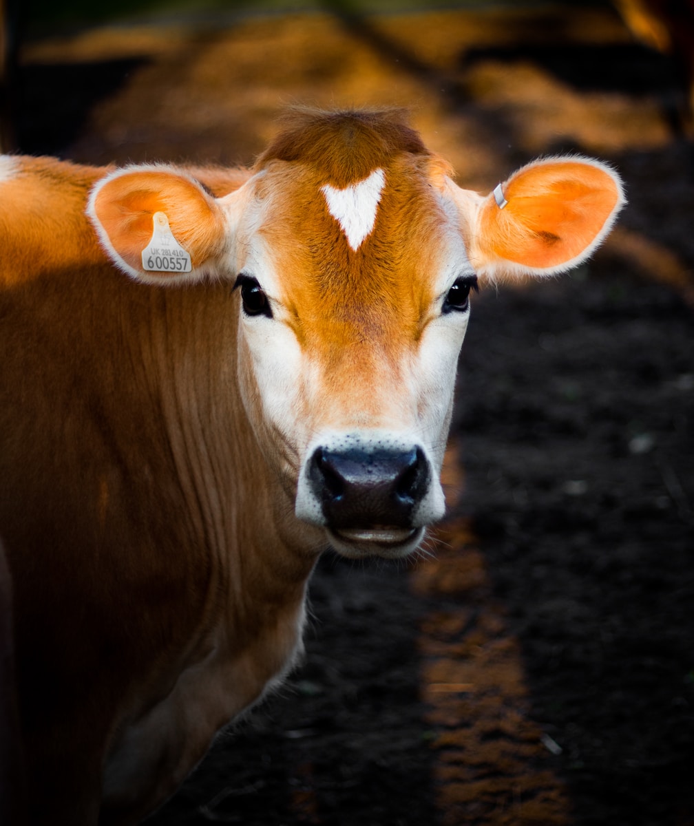 brown cow head