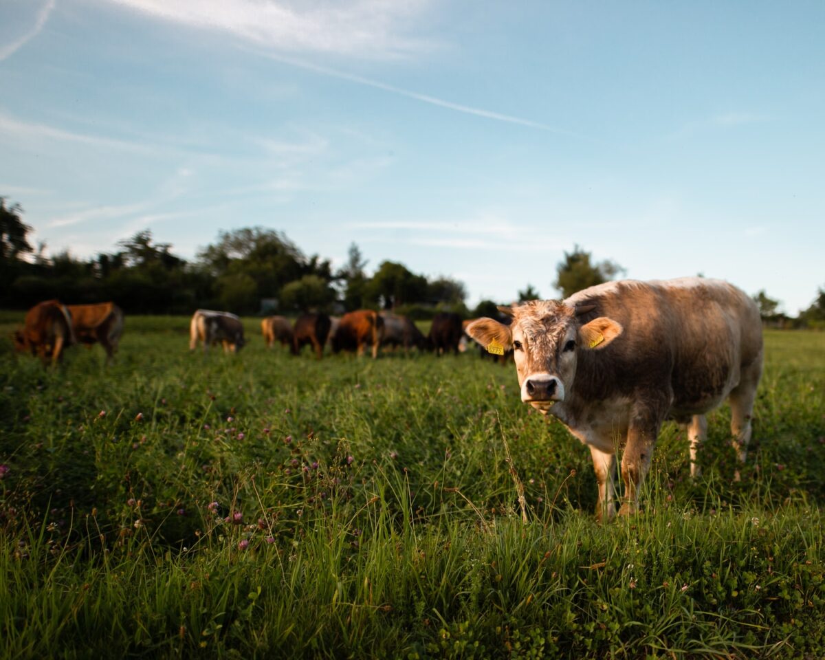 brown cow standing on green grass