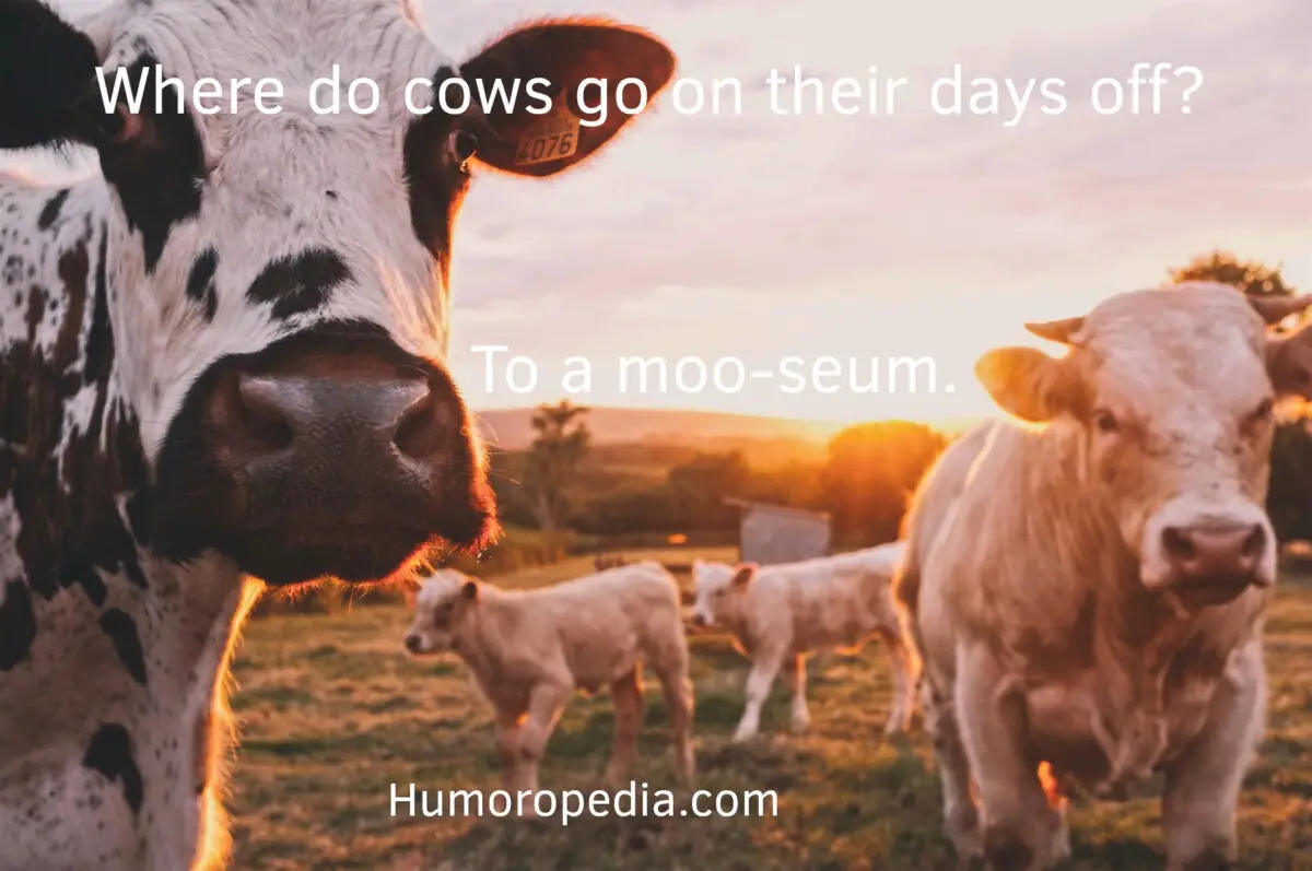 cow dad joke related to a museum