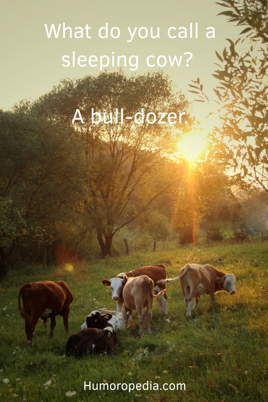 45+ Best Funny Cow Puns & Jokes To Make You Smile Away