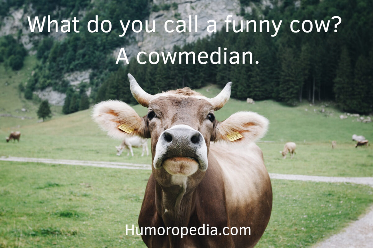 cow pun related to the word comedian