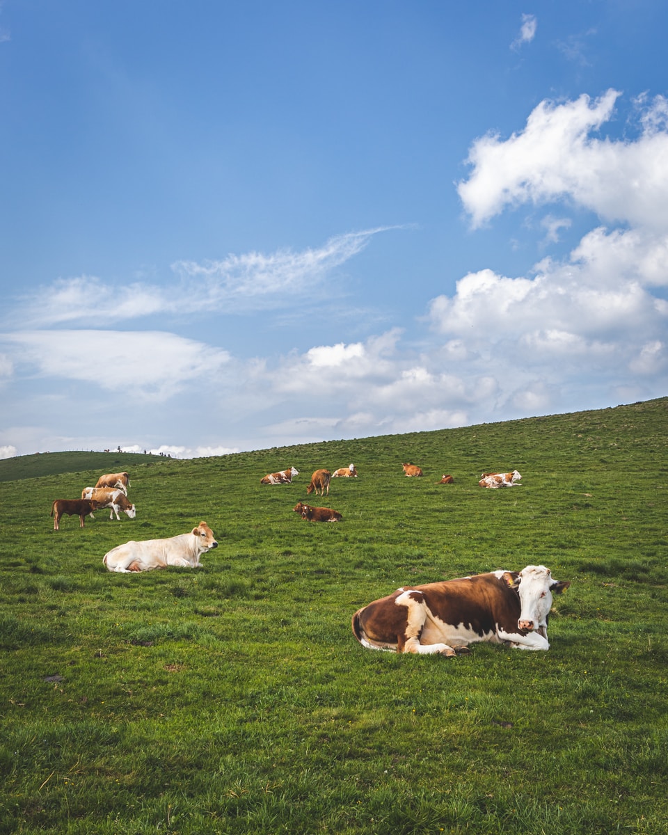 cows lying peacefully on open meadows