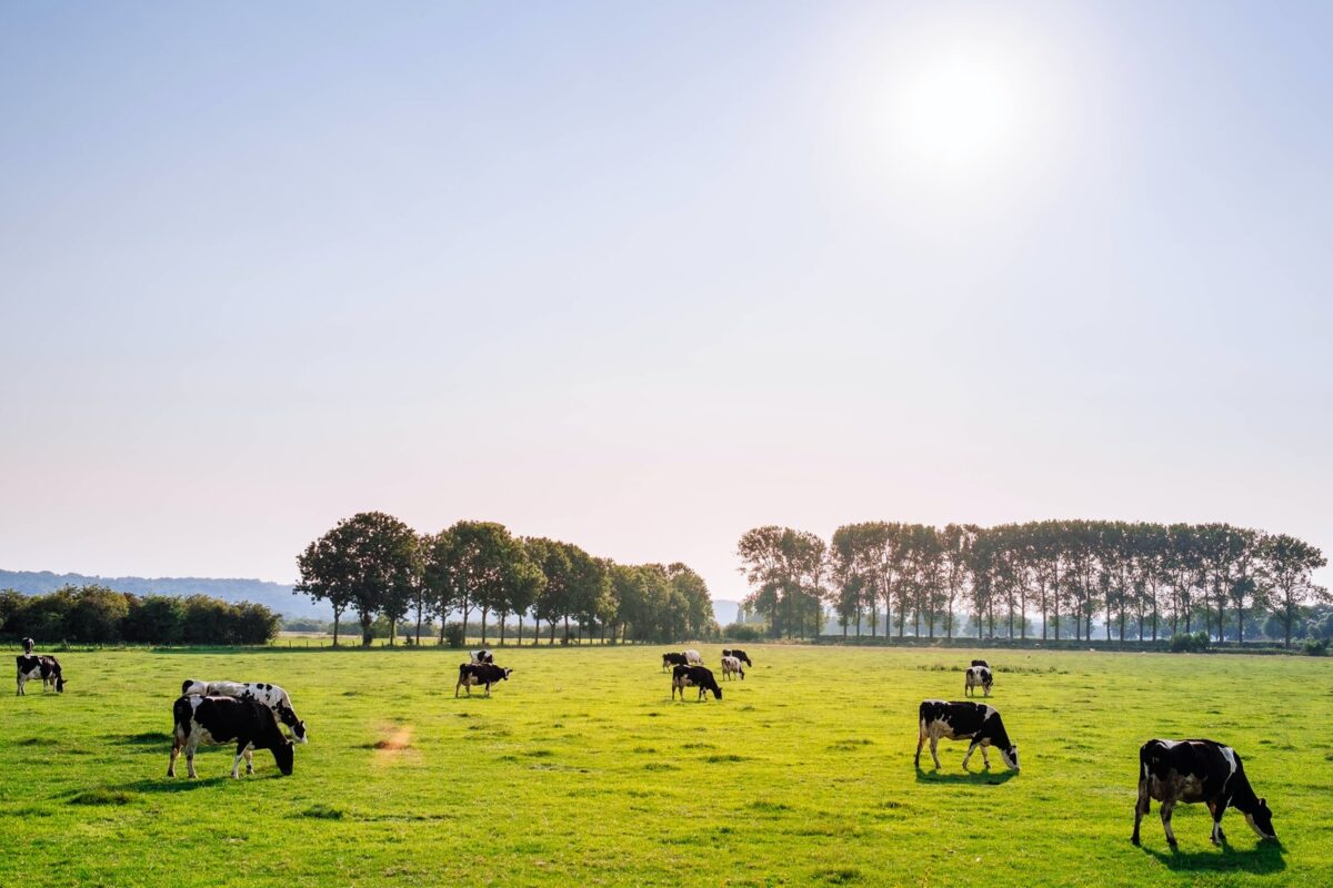 cows grazing during a sunny day