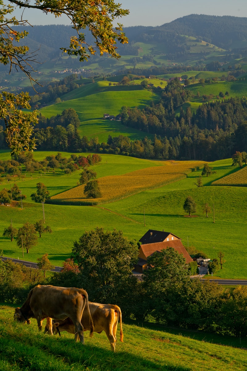 two brown cows grazing on a beautiful hilltop area