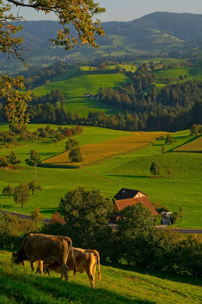 two brown cows grazing on a beautiful hilltop area