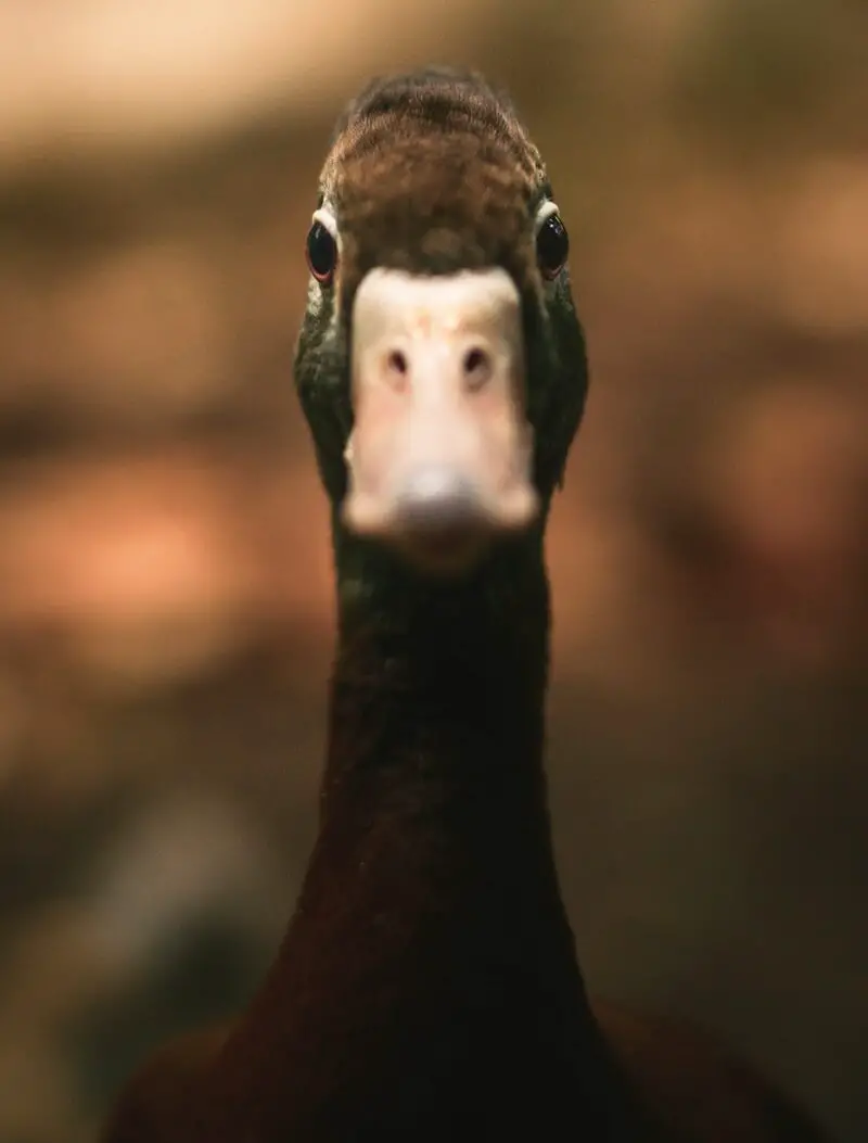 closeup photo of duck face
