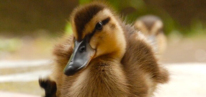 cute brown duckling