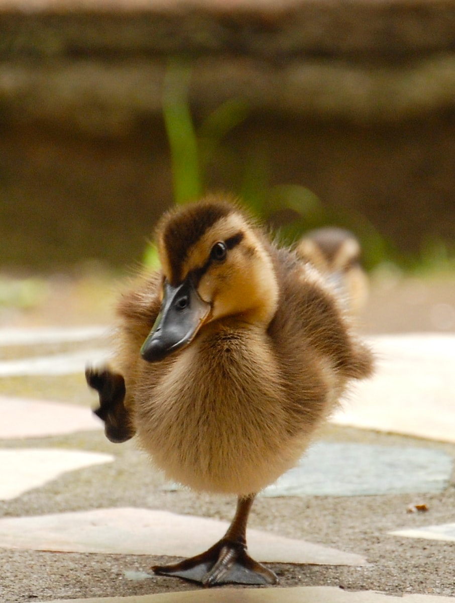 cute brown duckling