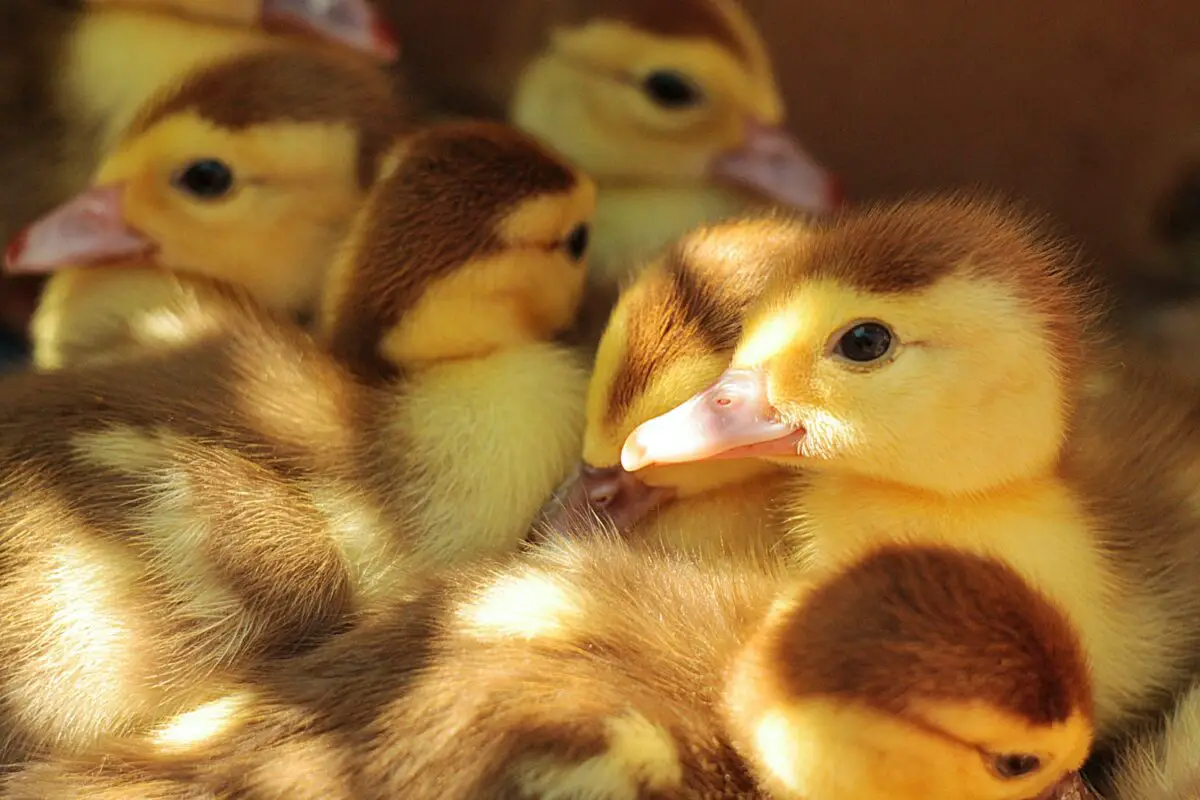 cute yellow ducklings