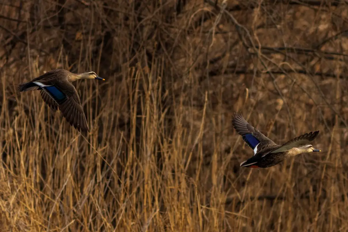 two flying ducks