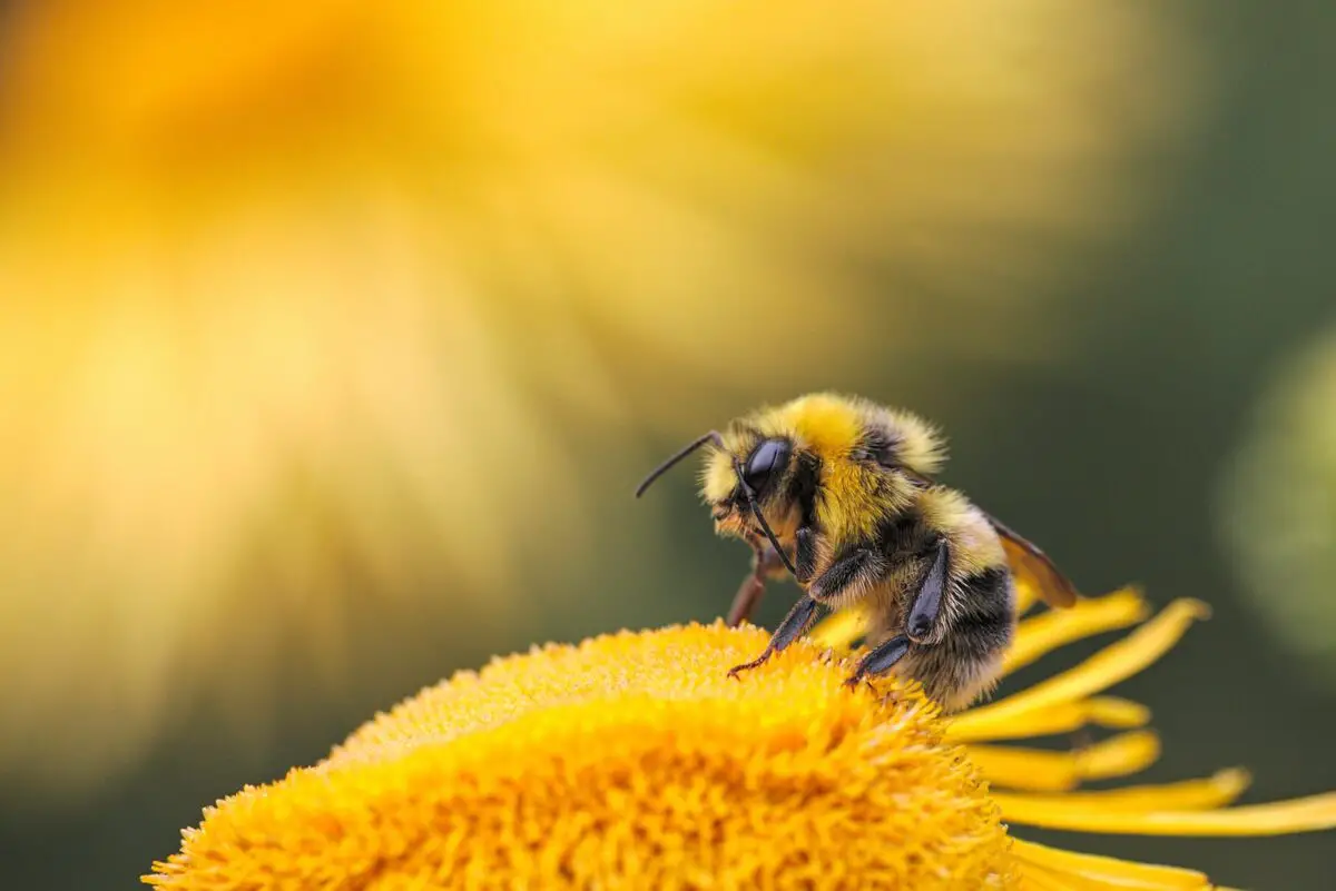 honey bee perching on yellow flower