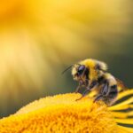 honey bee perching on yellow flower