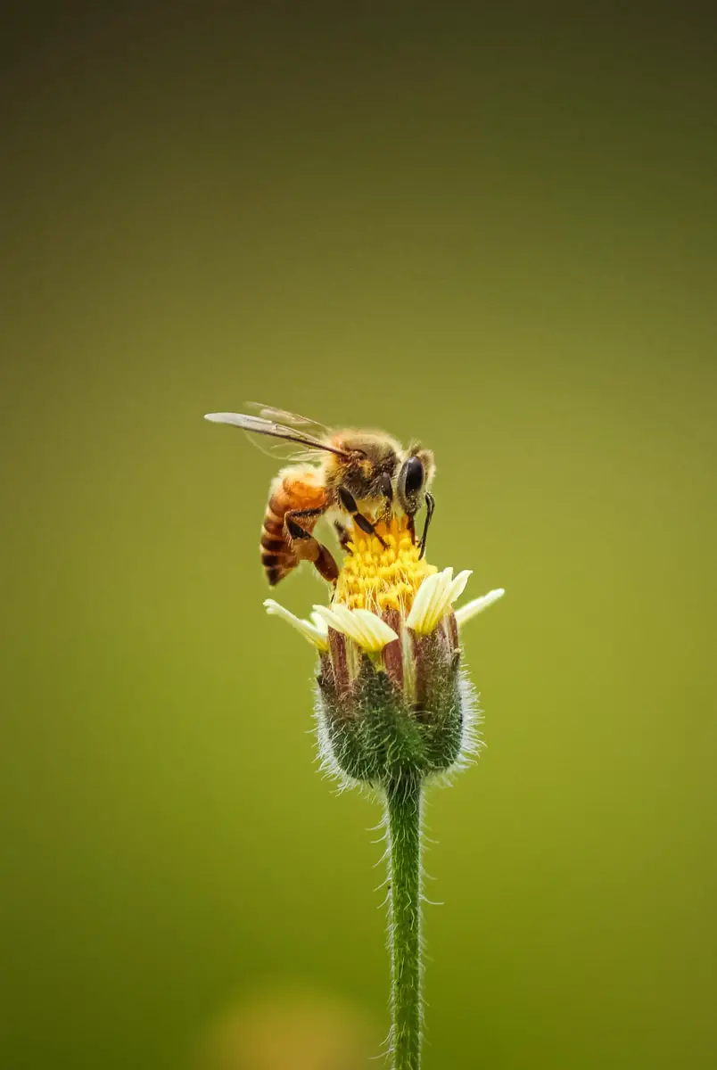 honey bee perched on flower during daytime