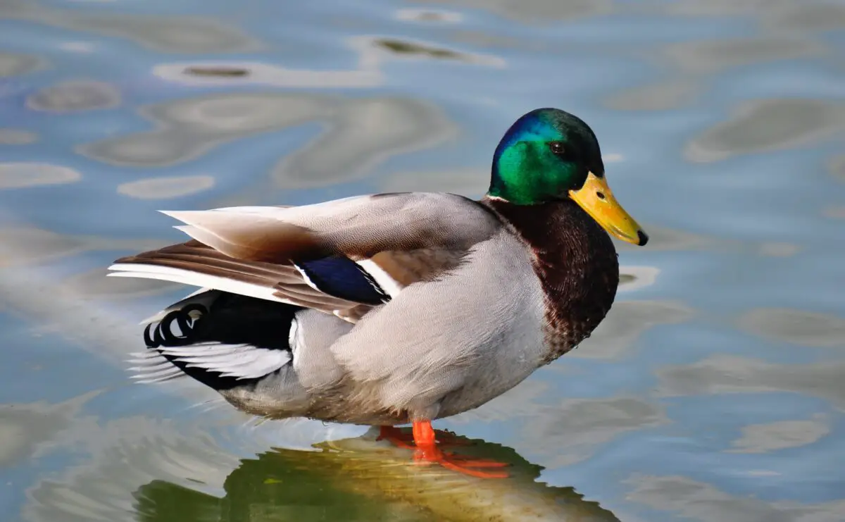 mallard duck in water