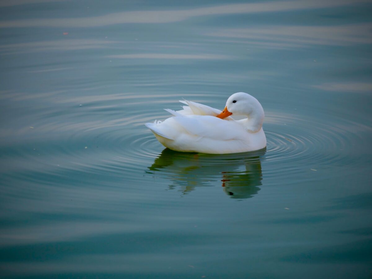 white duck in water during daytime