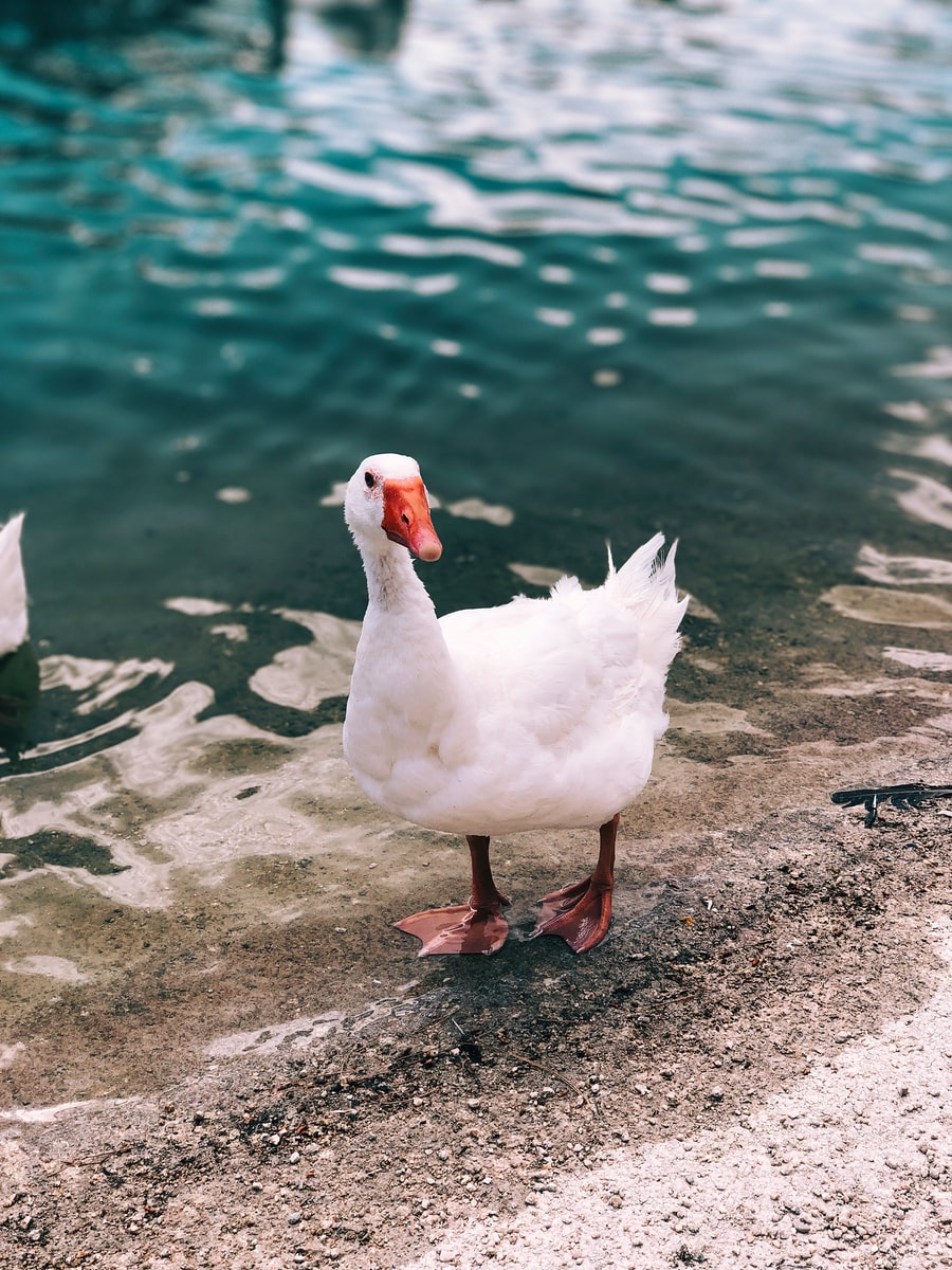 white duck on the shore near water