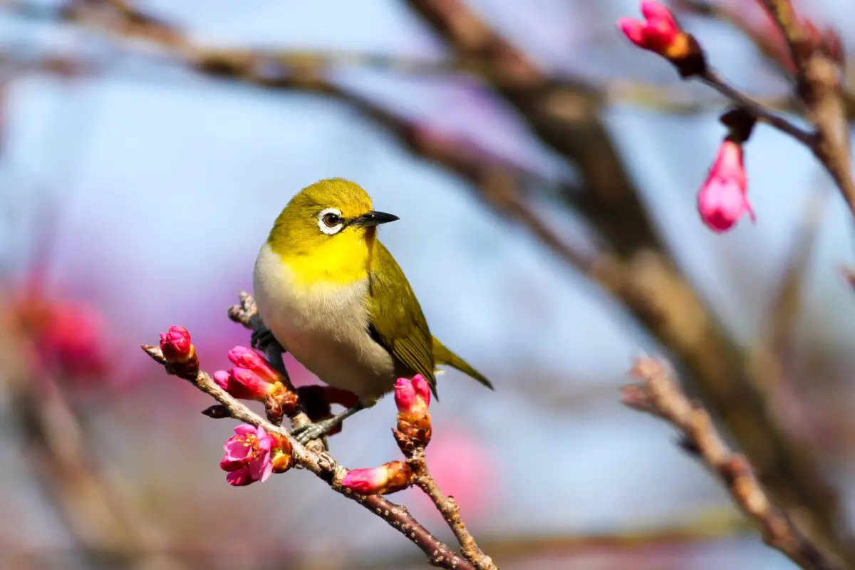 cute yellow bird on Sakura tree