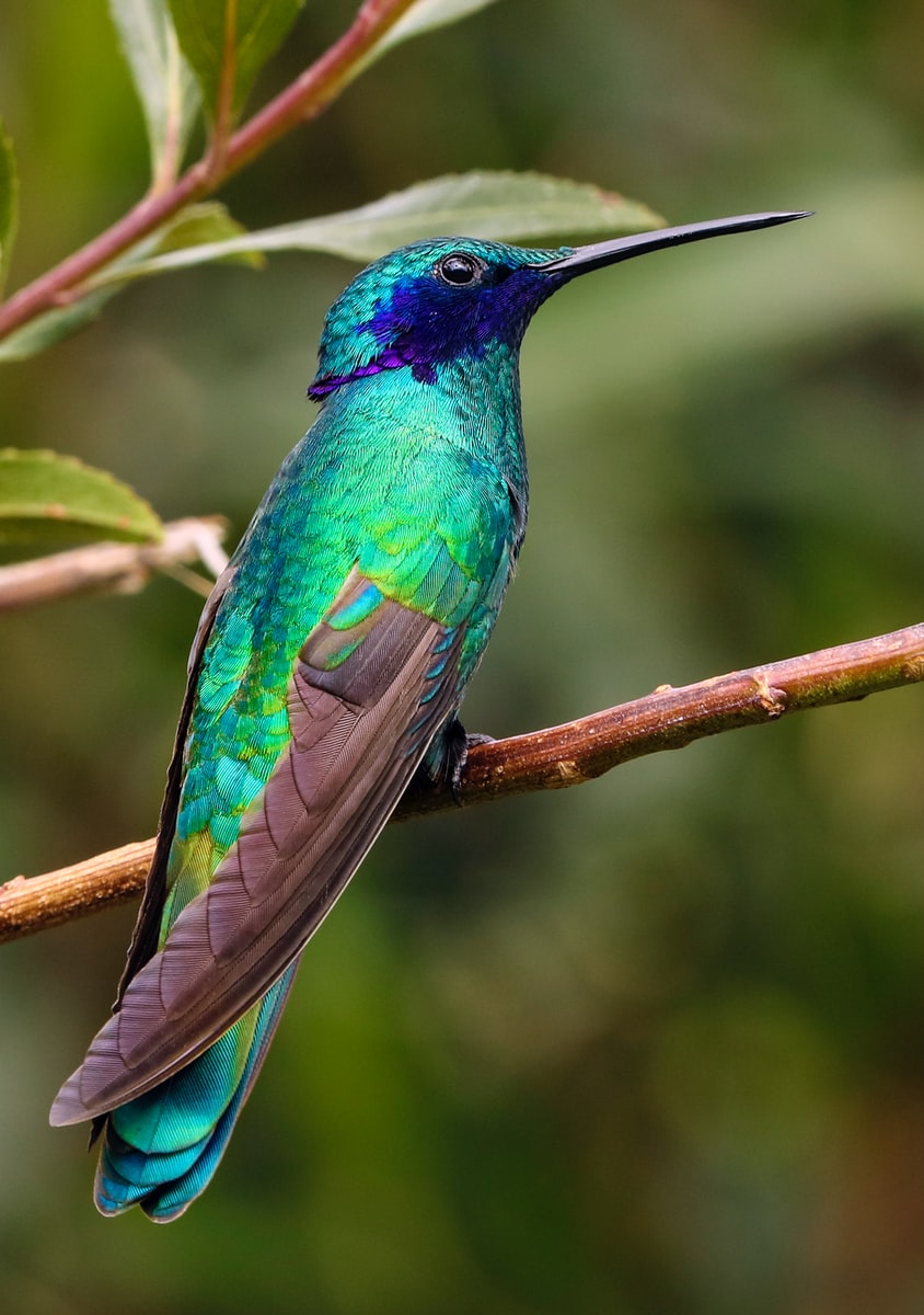 blue and green bird on the tree branch