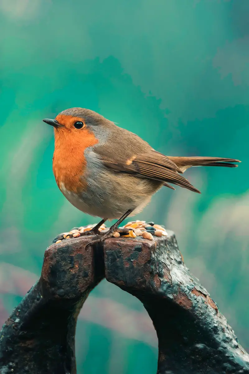 brown and orange bird on the tree branch