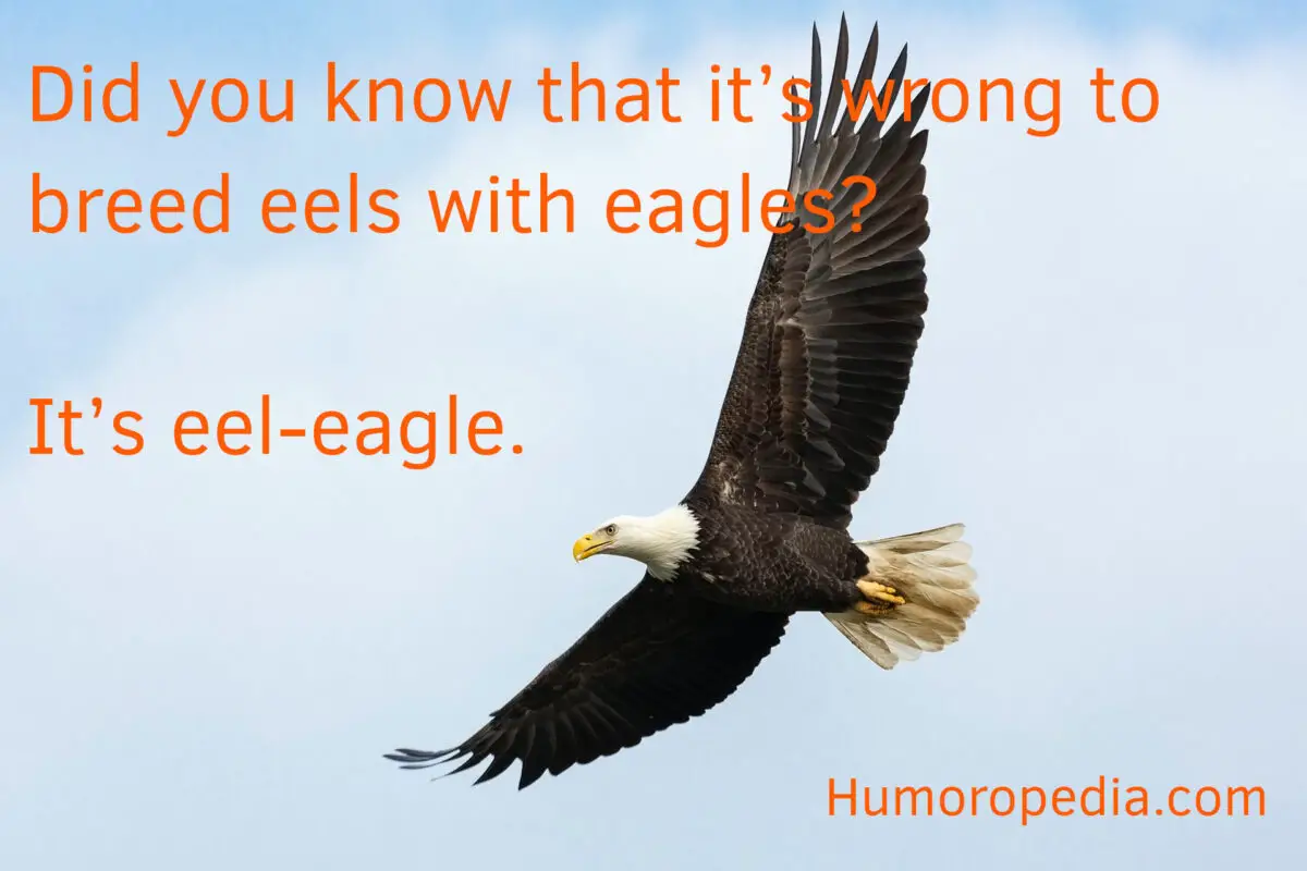 bird pun about eagles