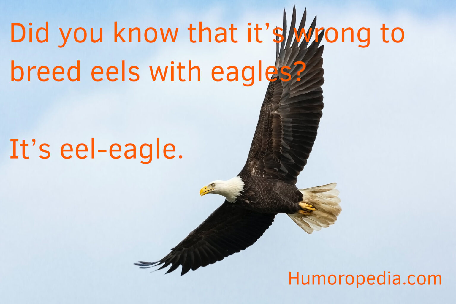 Bird Puns & Jokes 45+ Best That Will Chirp You Into A Smile