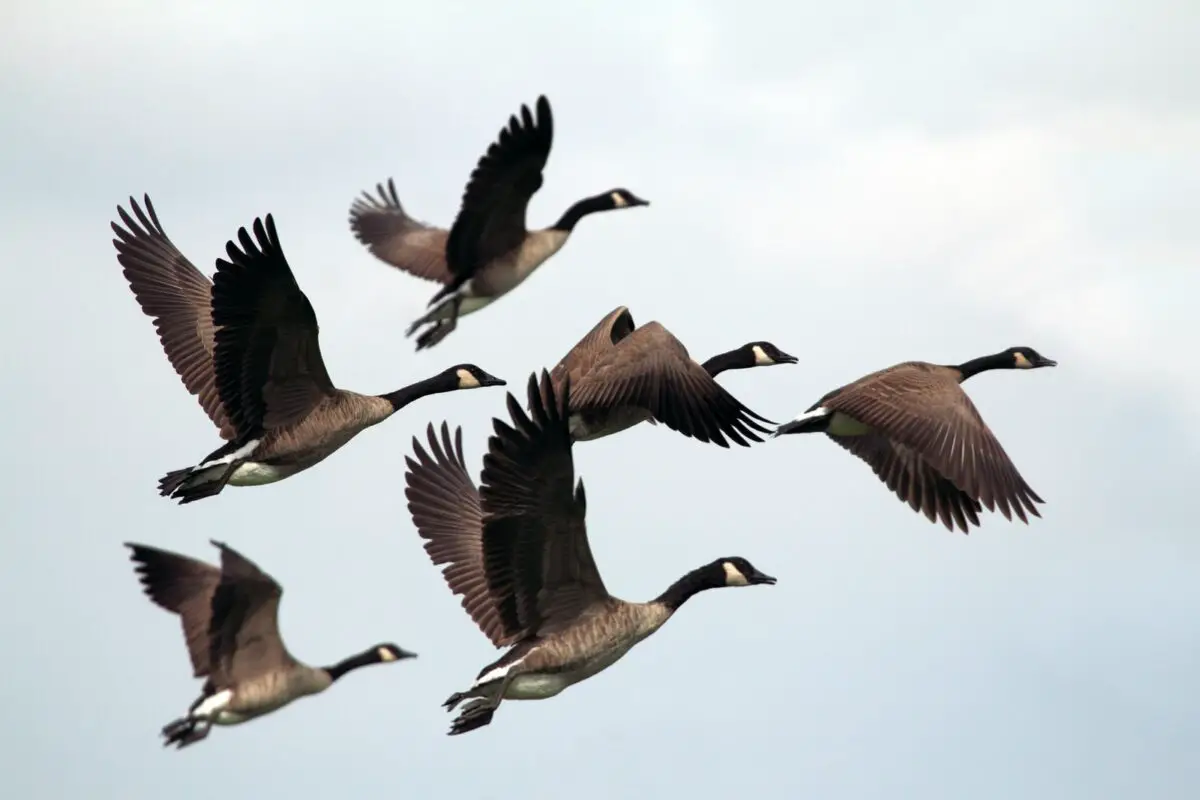 water birds ducks flying during daytime