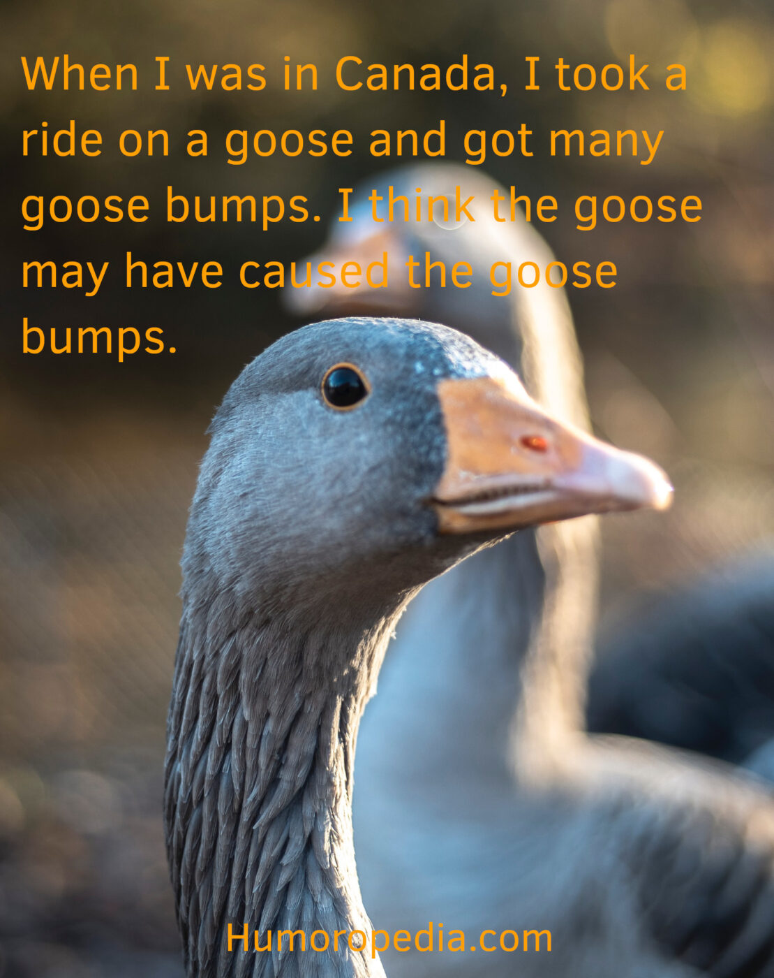 goose pun about bumpy ride