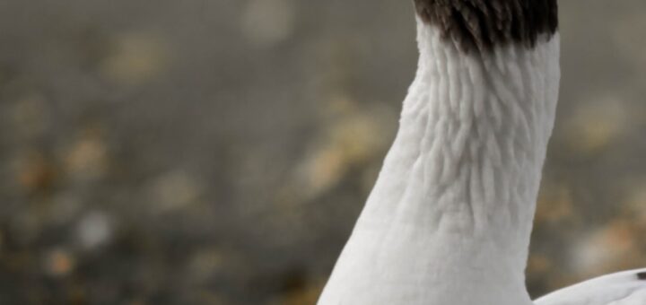 closeup of white and grey goose