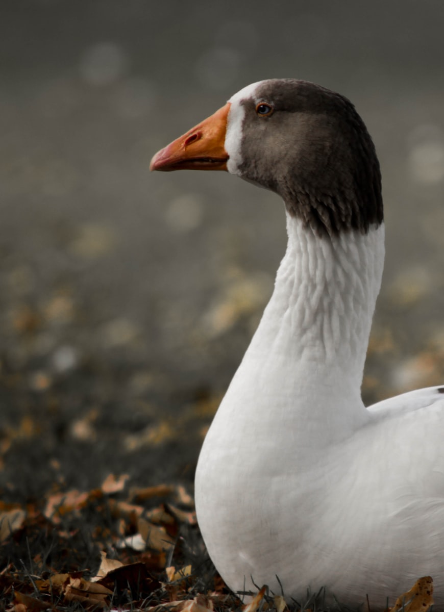 closeup of white and grey goose