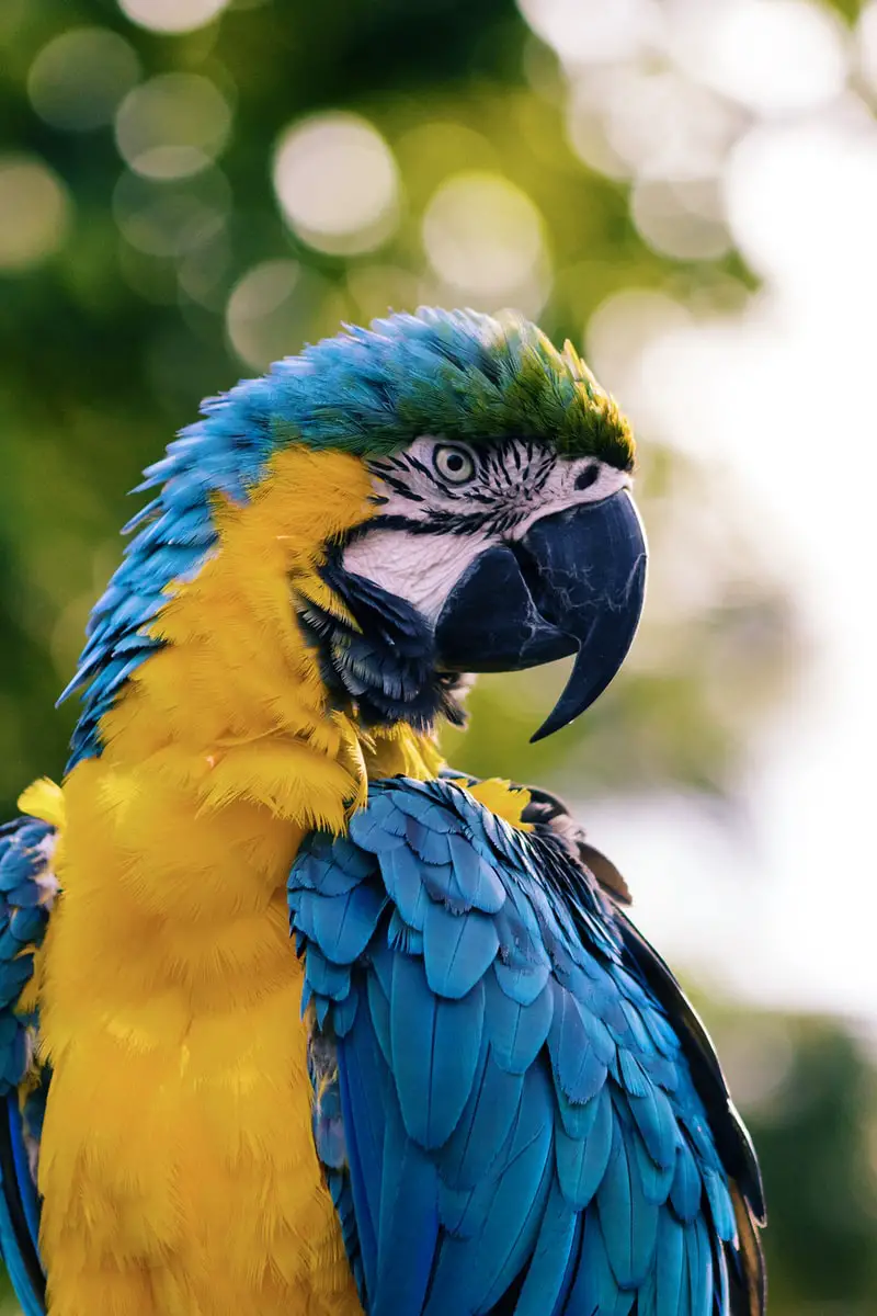 close up of a yellow and blue macaw parrot