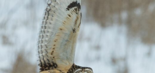 owl flying during winter