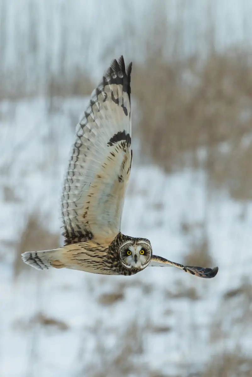 owl flying during winter