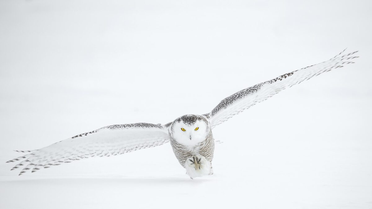 white owl in flight