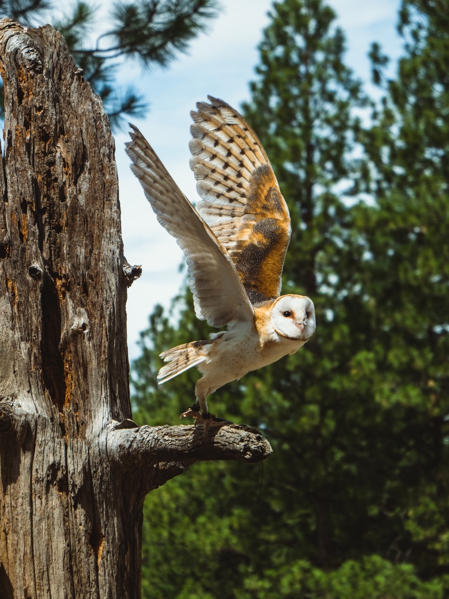 white and yellow owl on the tree branch