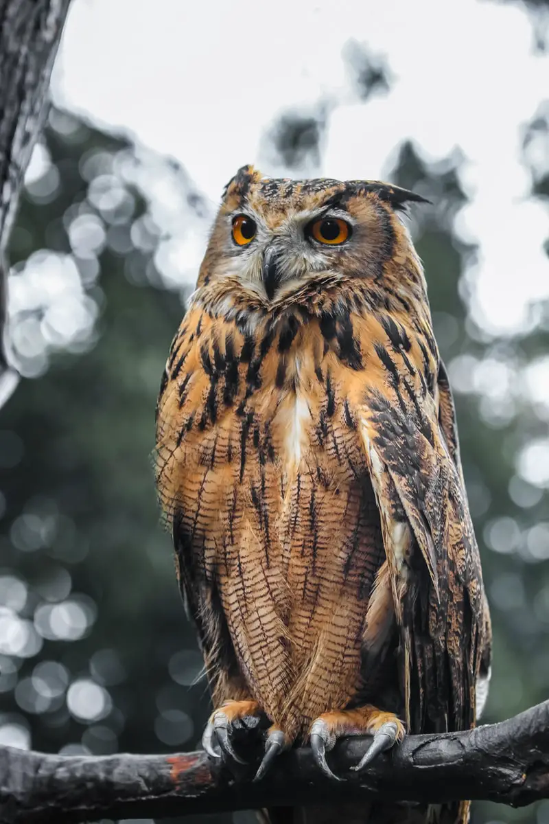 gorgeous, brown and black owl on the tree branch