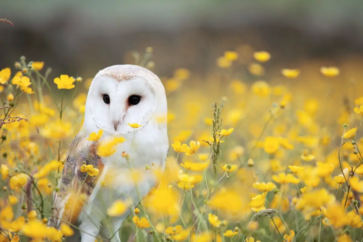white and brown owl in the flower field