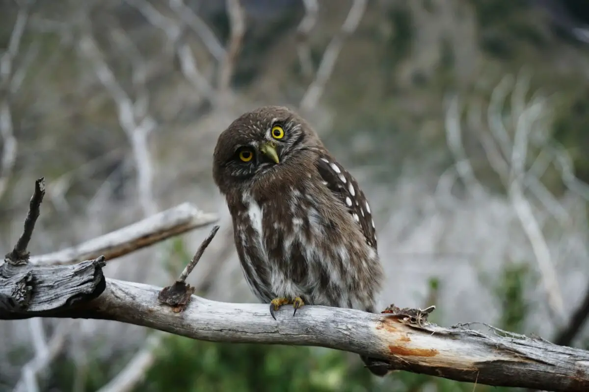 gray owl perched on the tree branch