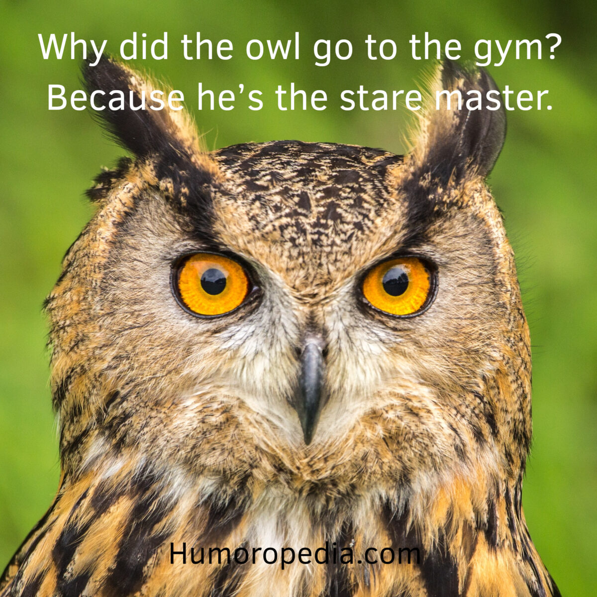 owl joke related to gym