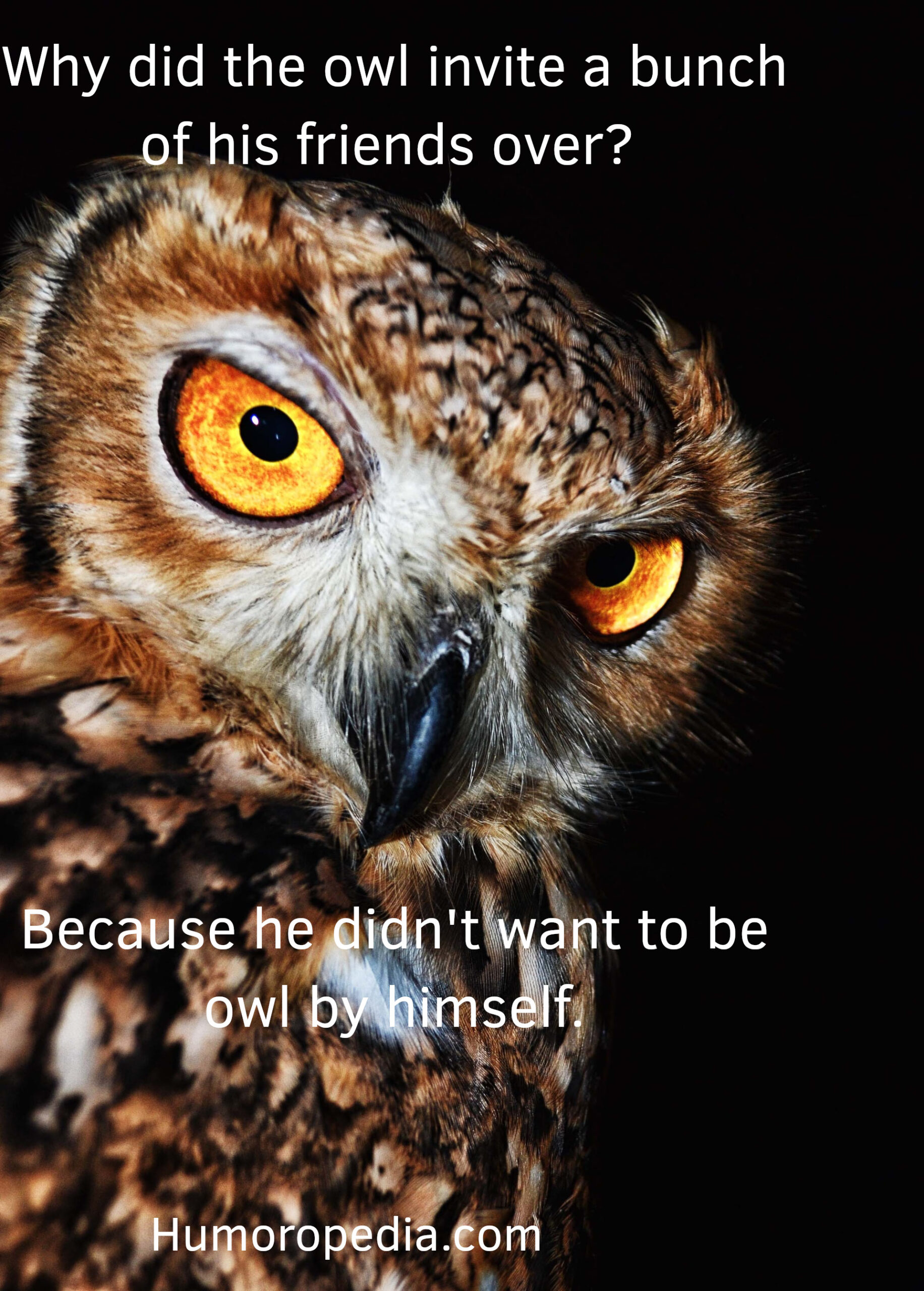 Owl Puns & Jokes: 25+ Best That Will Make You Smile