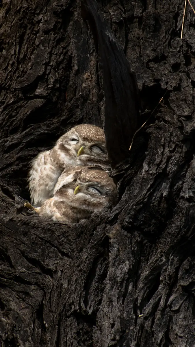 two cute owlets in nest