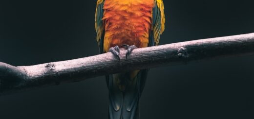 orange parrot on the tree branch