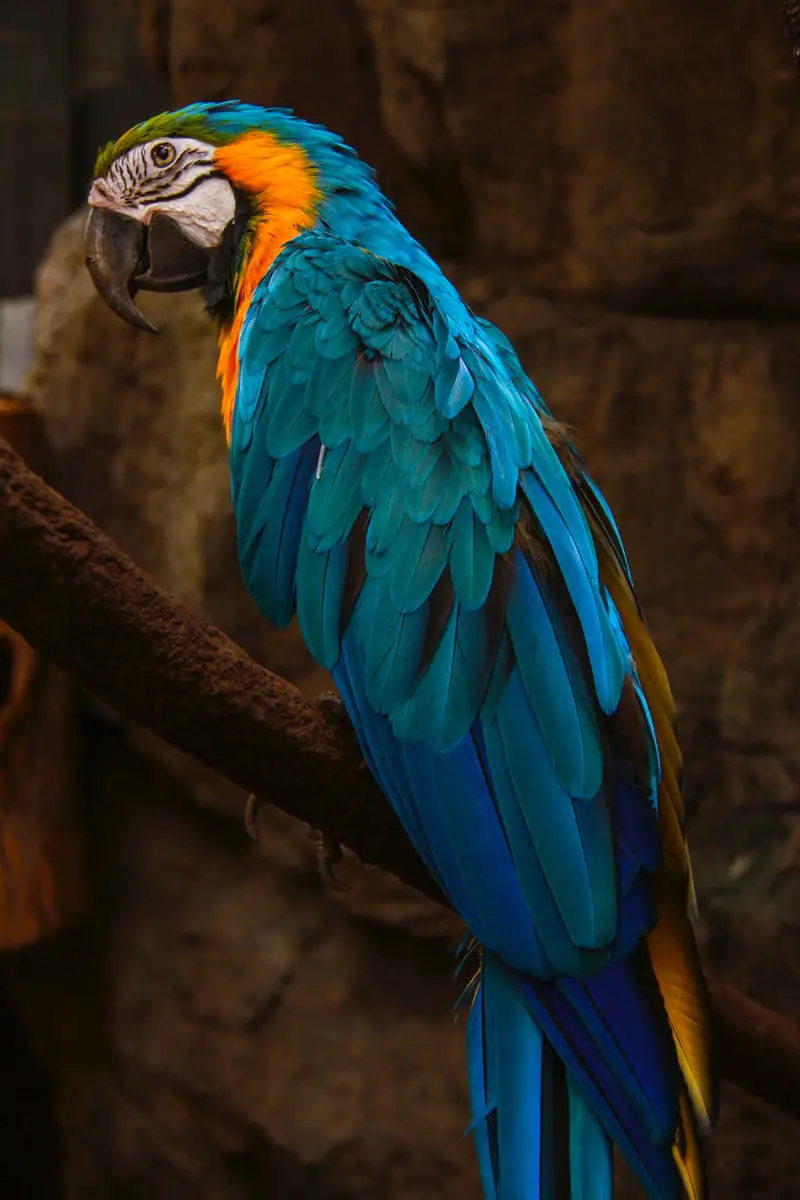 close-up photo of multicolored parrot