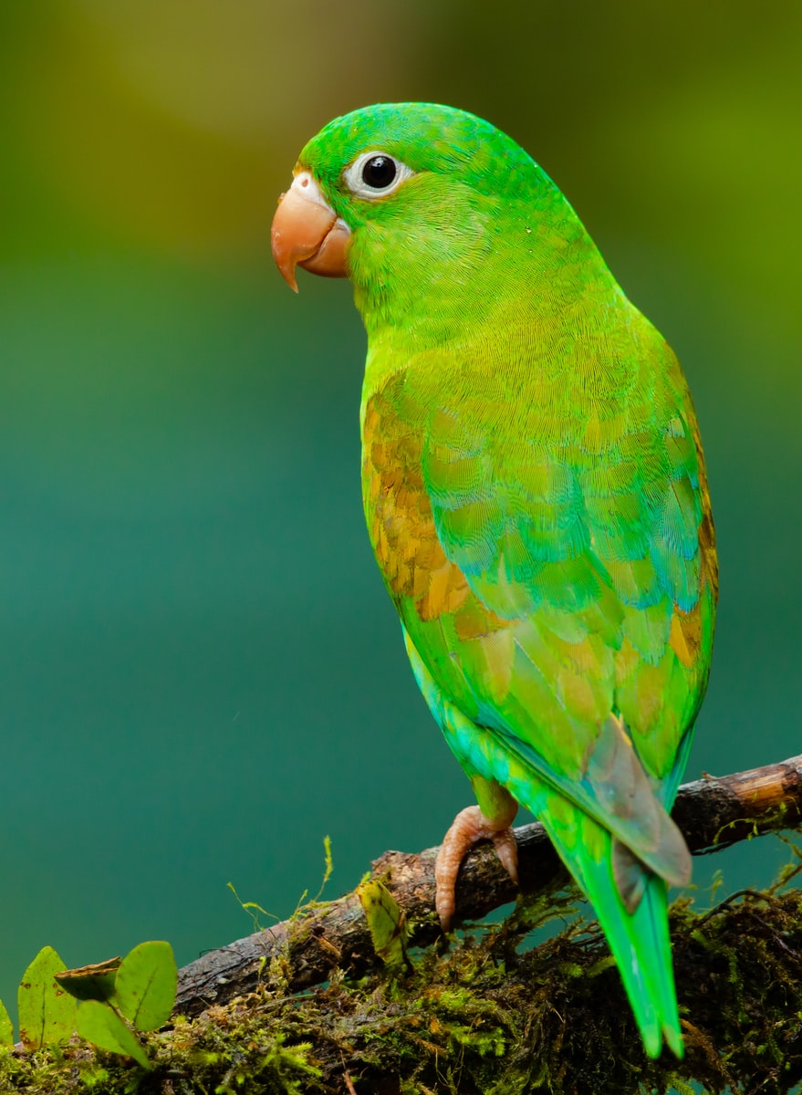 green parrot on the twig