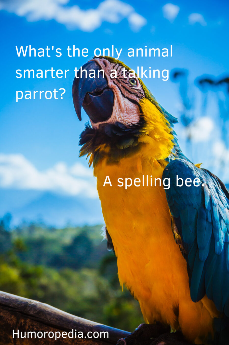 parrot joke related to spelling bee