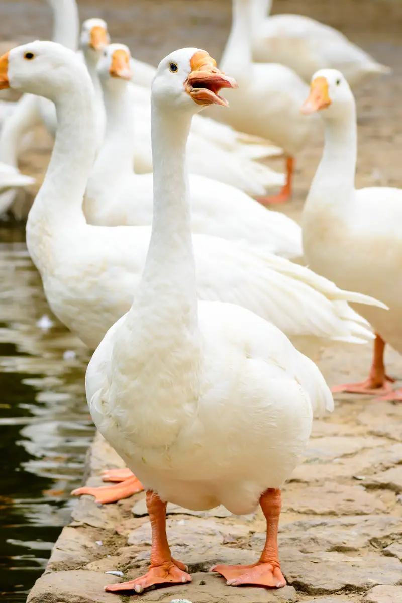 white geese near water